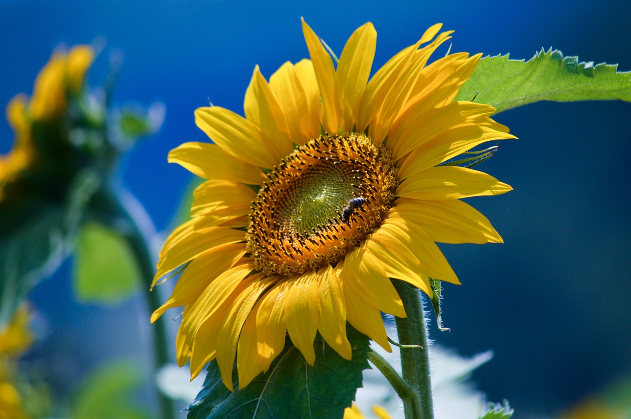 sunflower helianthus flower free photo