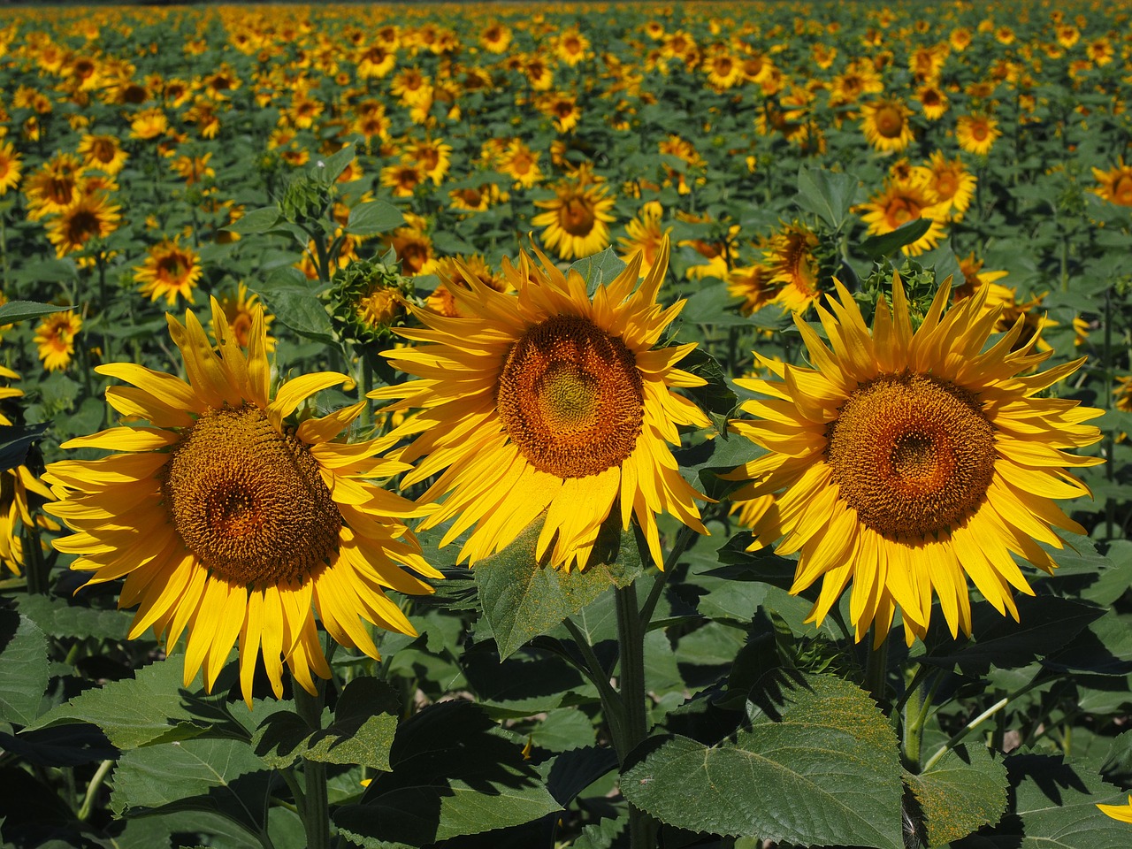 sunflower sunflower field helianthus annuus free photo