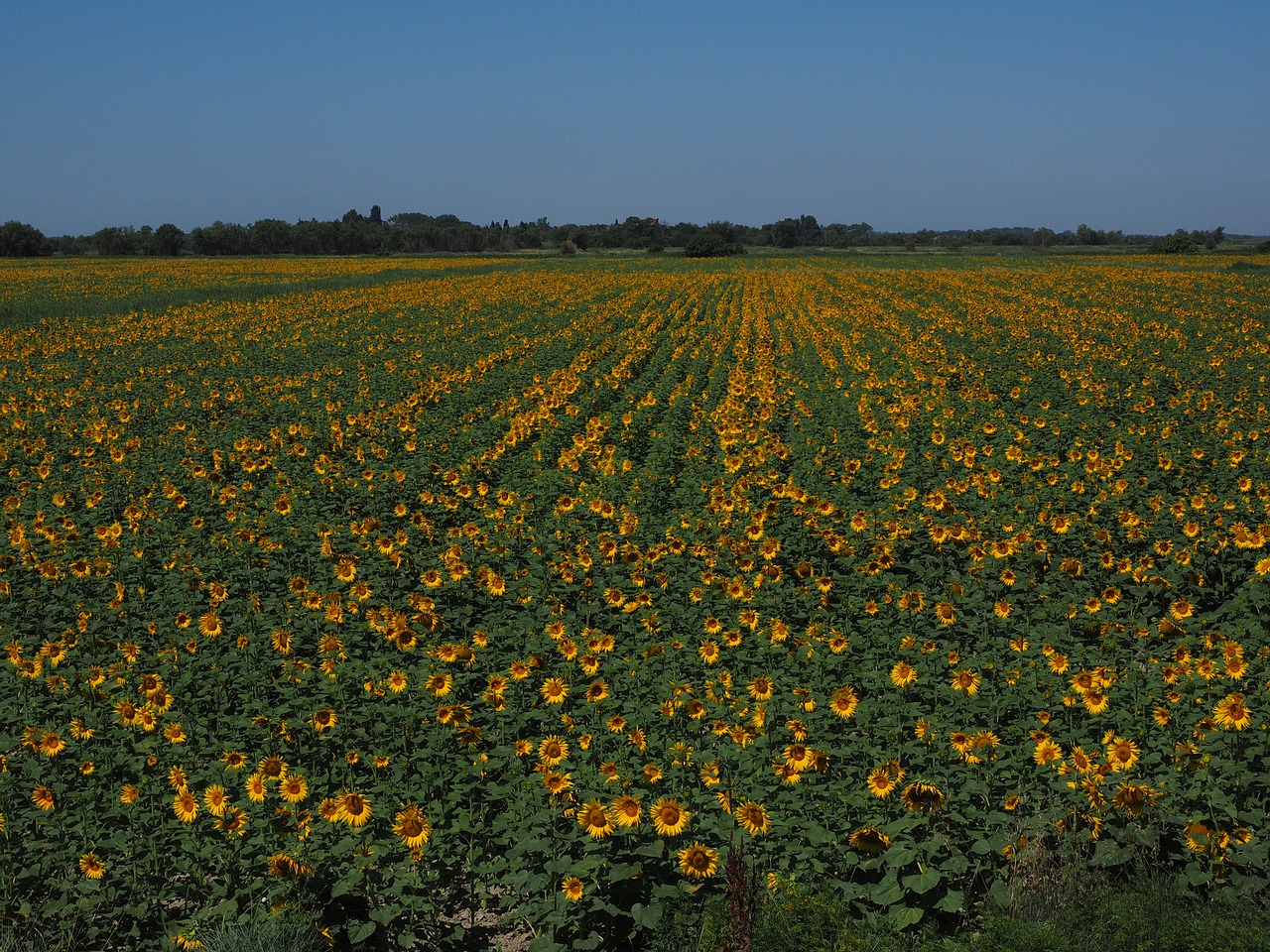 sunflower sunflower field helianthus annuus free photo