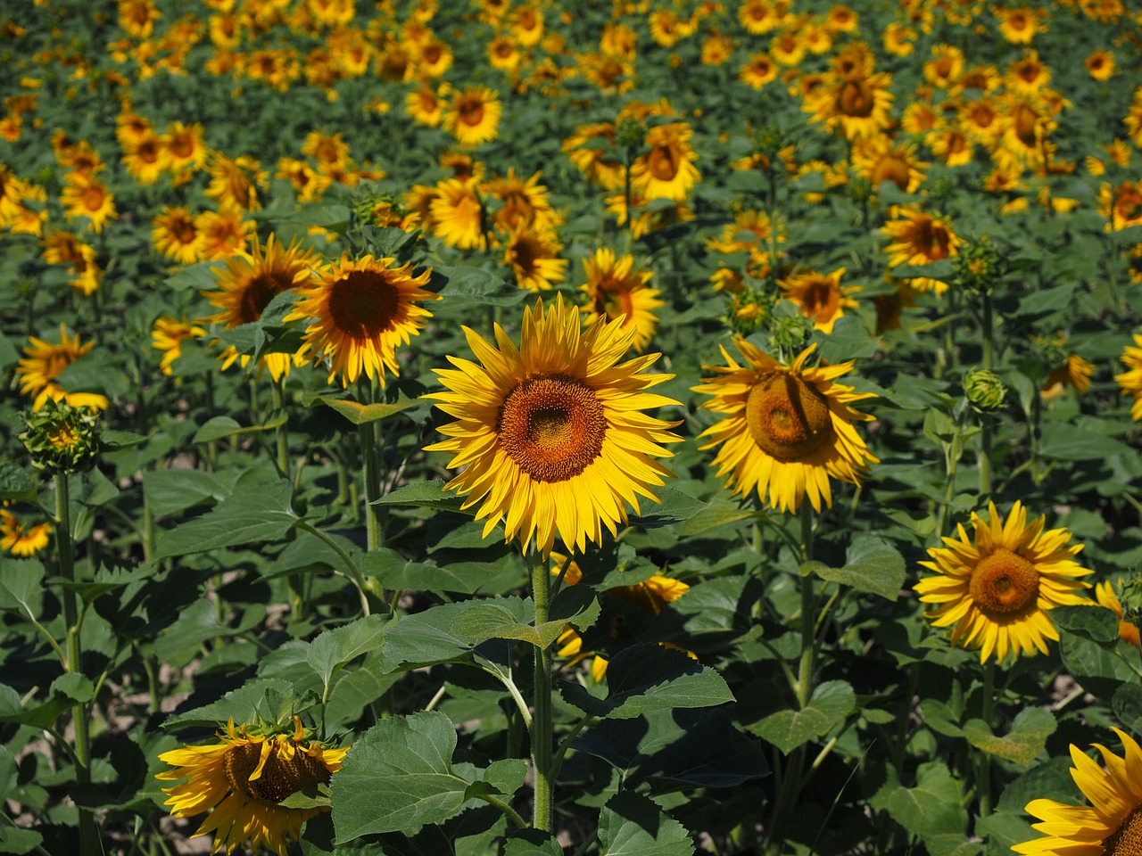 sunflower sunflower field helianthus annuus free photo