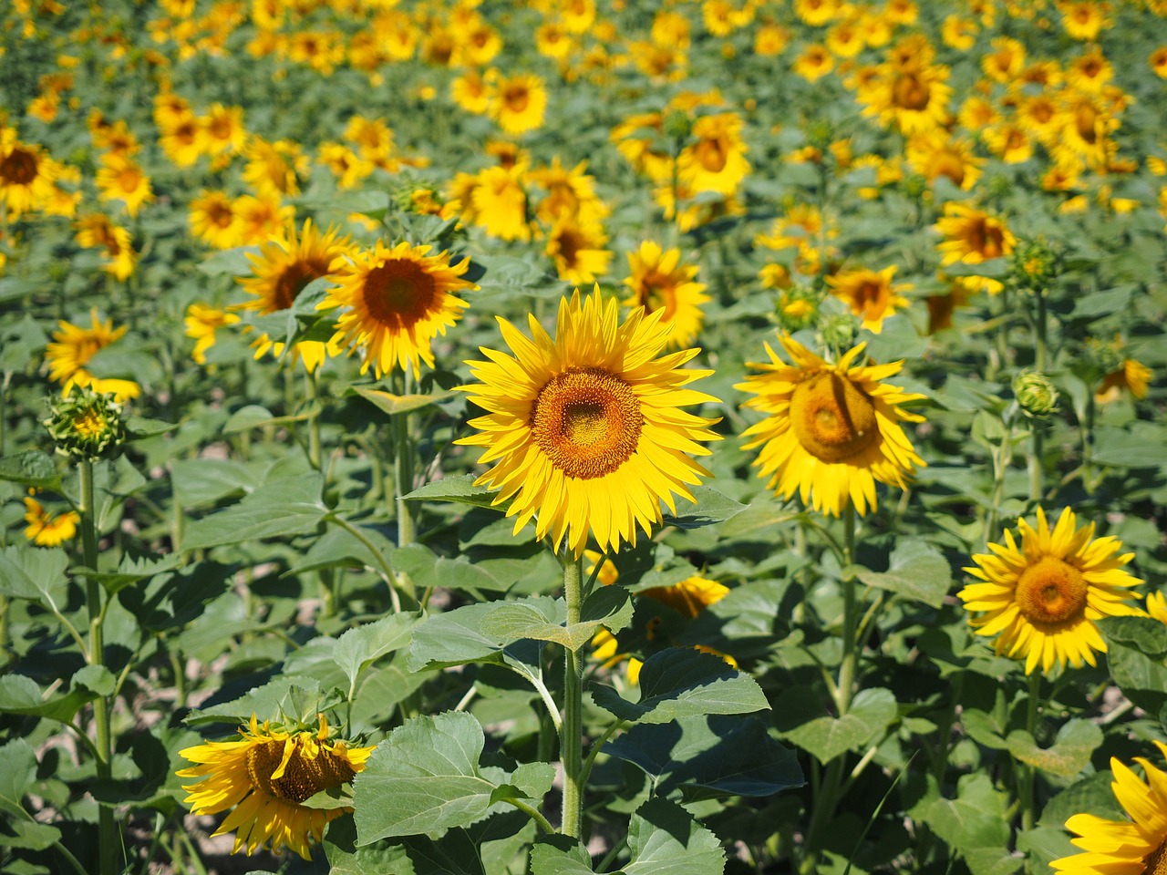 sunflower sunflower field helianthus annuus free photo