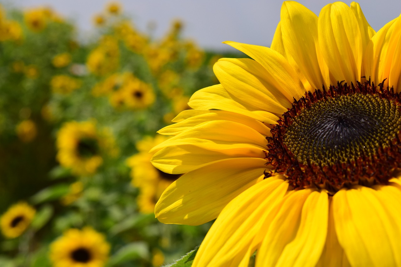 sunflower sunflower field yellow free photo