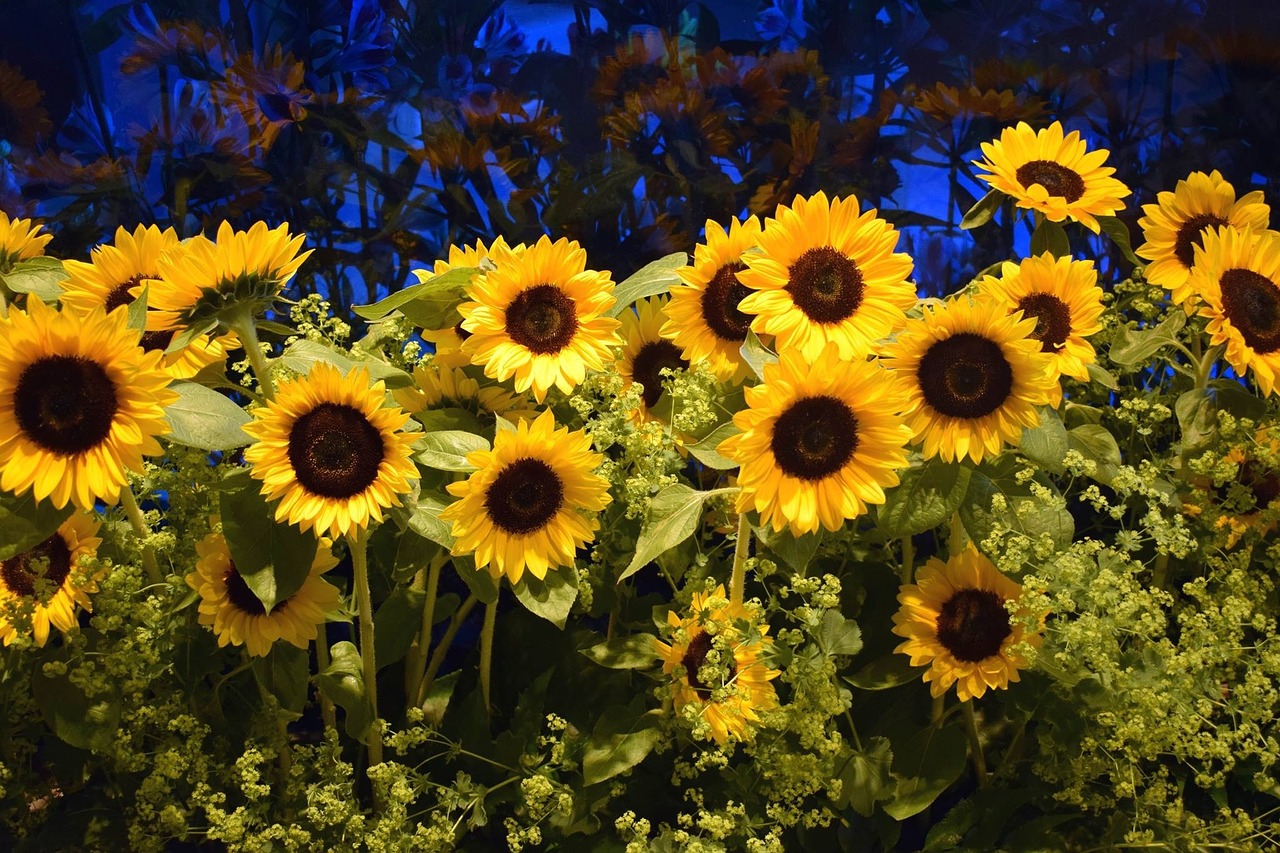 sunflower field of flowers flowers free photo