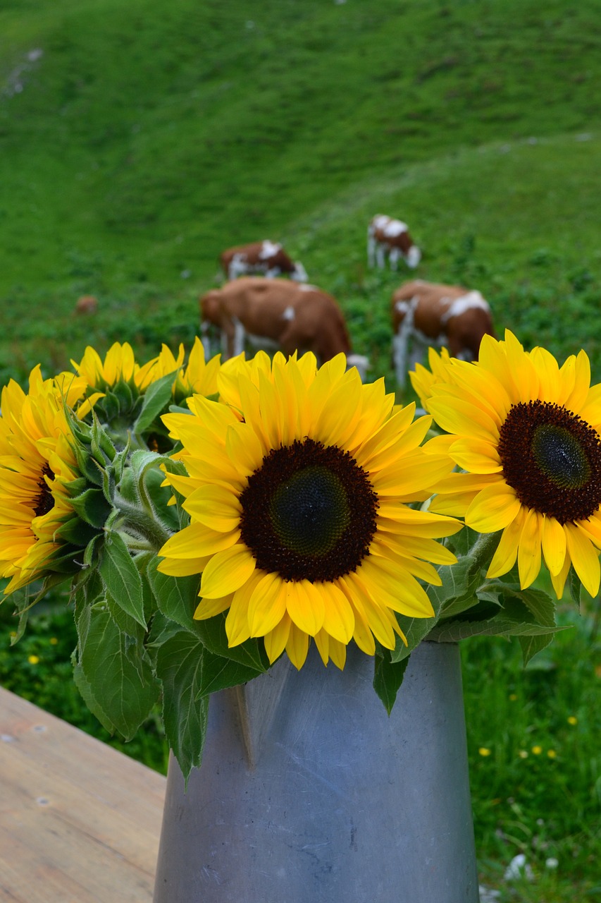 sunflower alm bouquet free photo