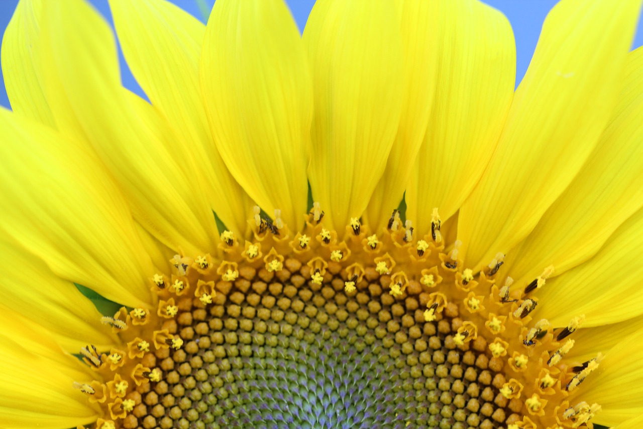 sunflower flower yellow free photo