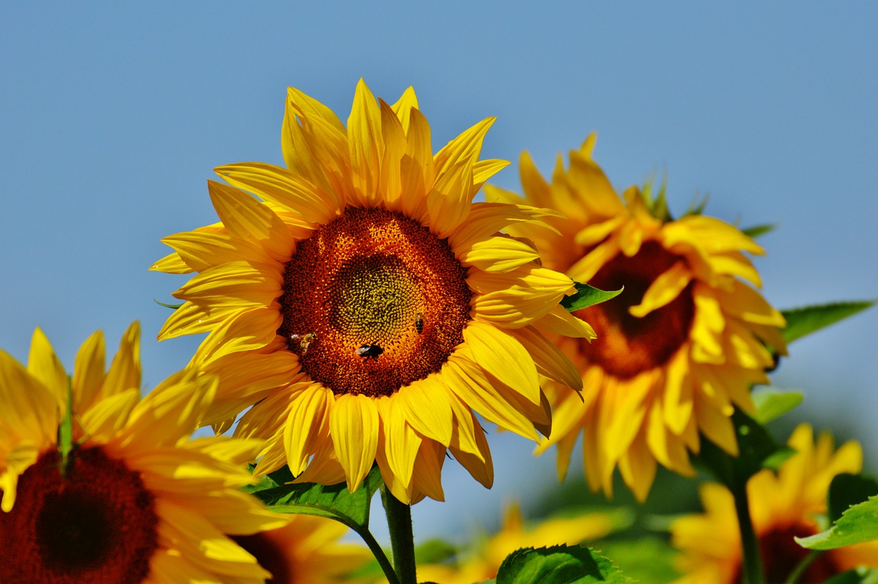 sunflower bees summer free photo