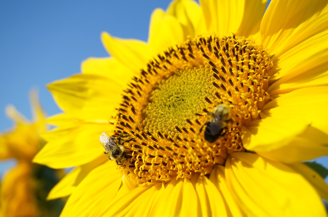 sunflower bumblebees bees free photo