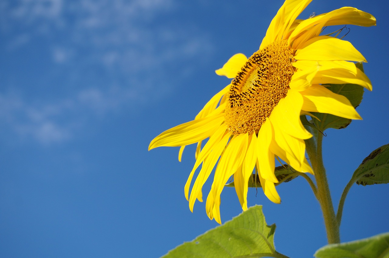 sunflower sky bees free photo