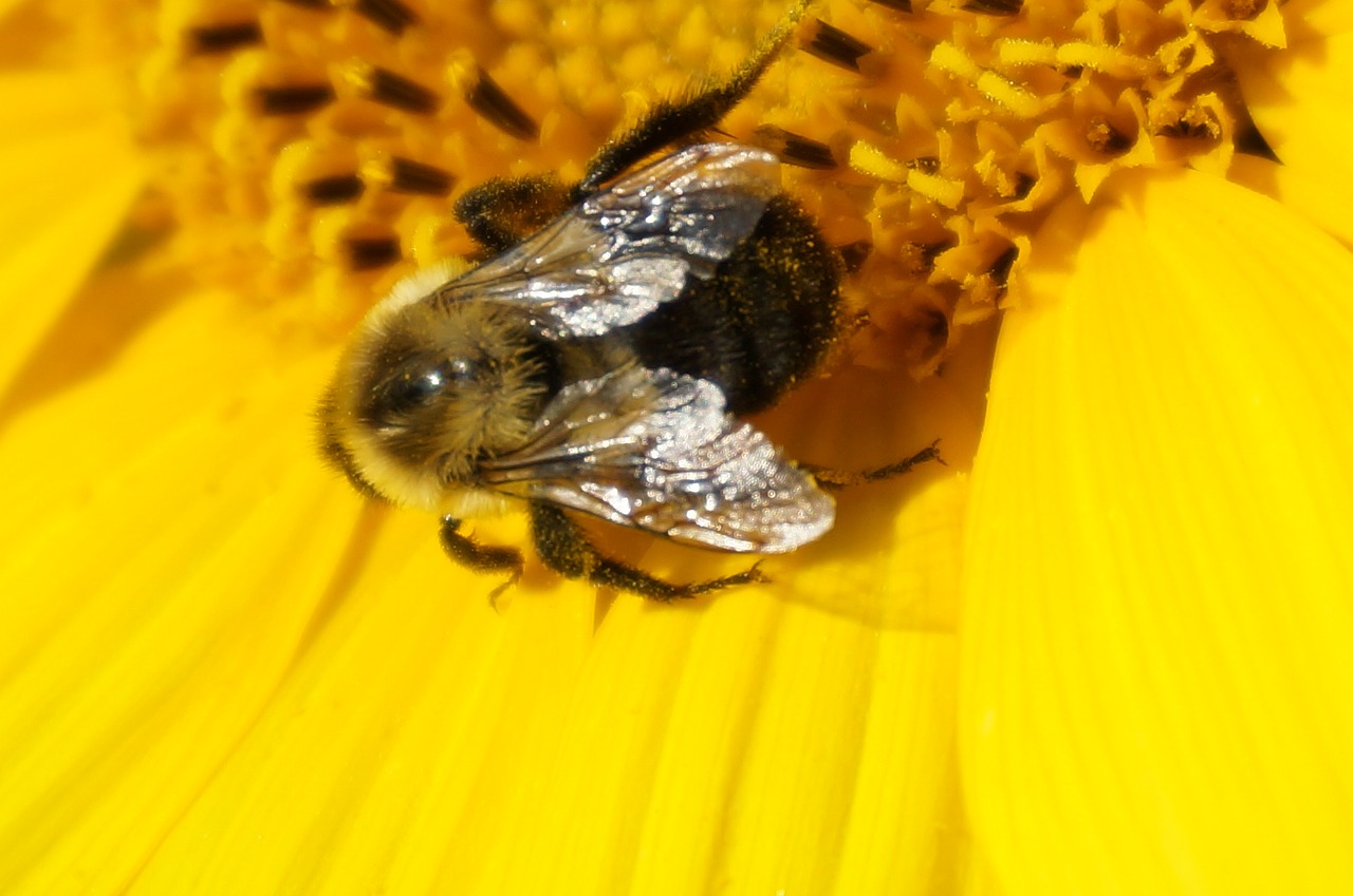 sunflower bee insect free photo