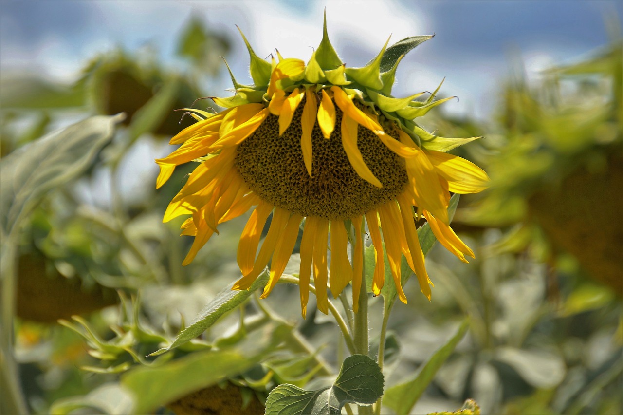 sunflower flower yellow free photo