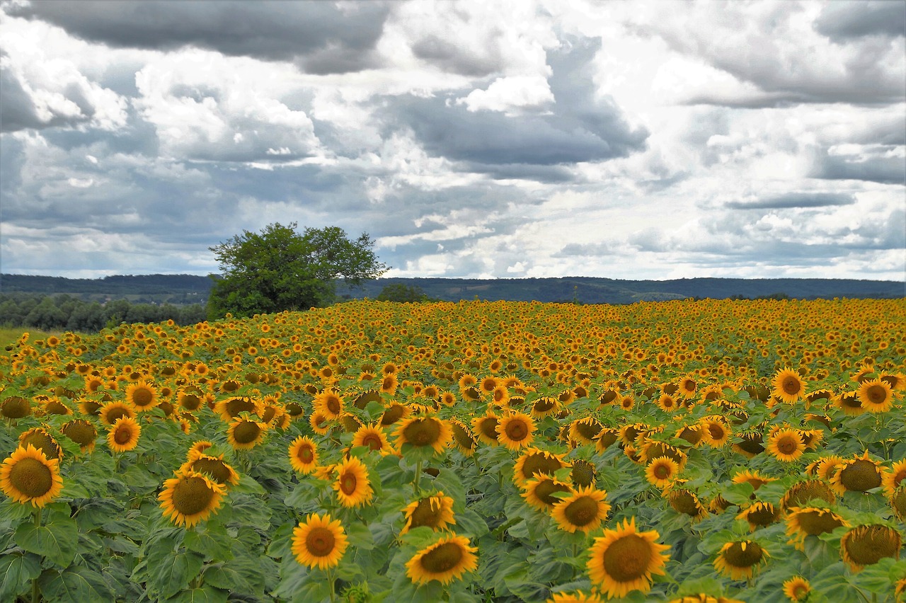 sunflower field summer free photo