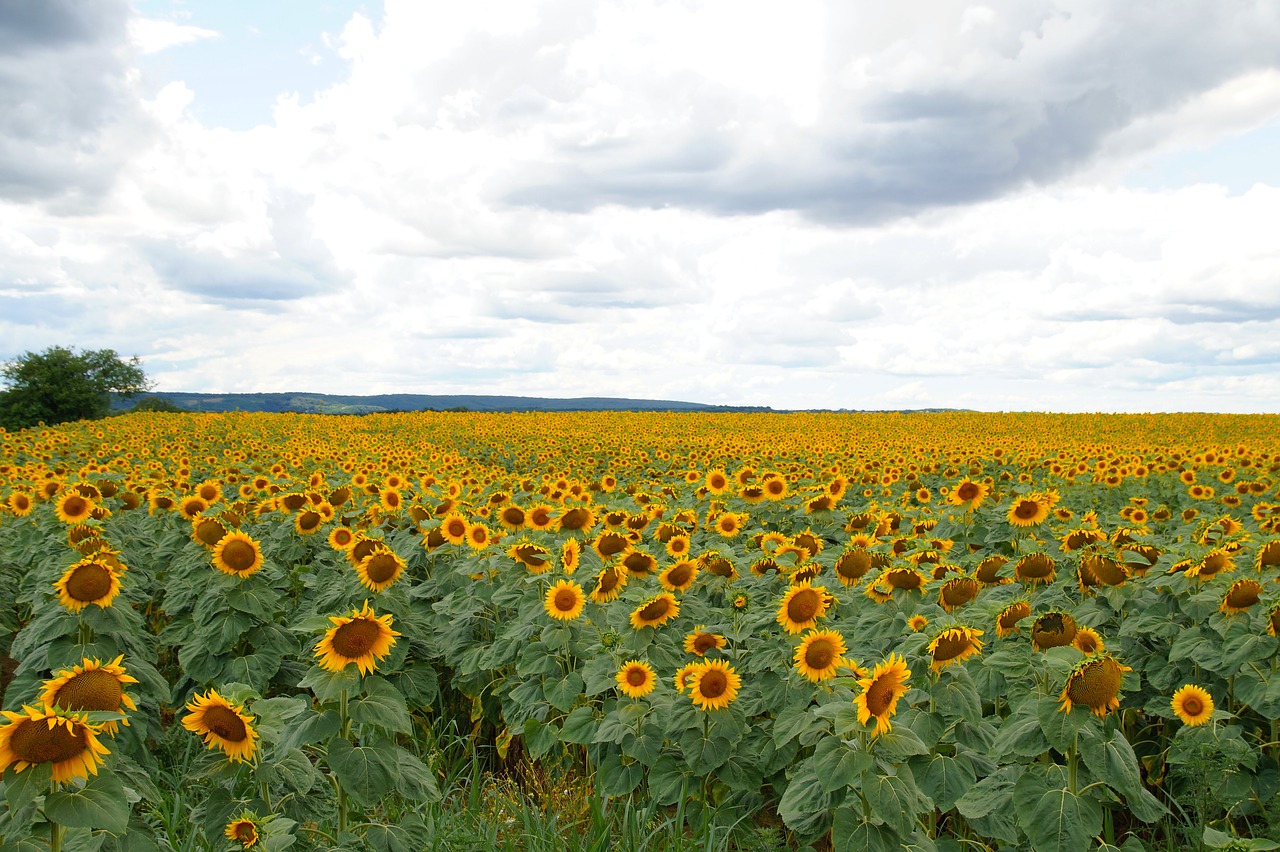 sunflower field summer free photo