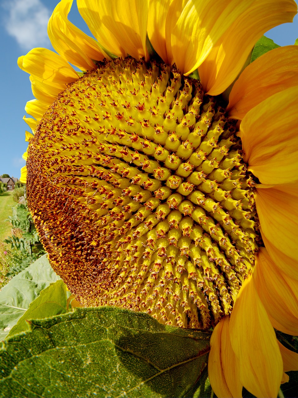 sunflower summer sun free photo