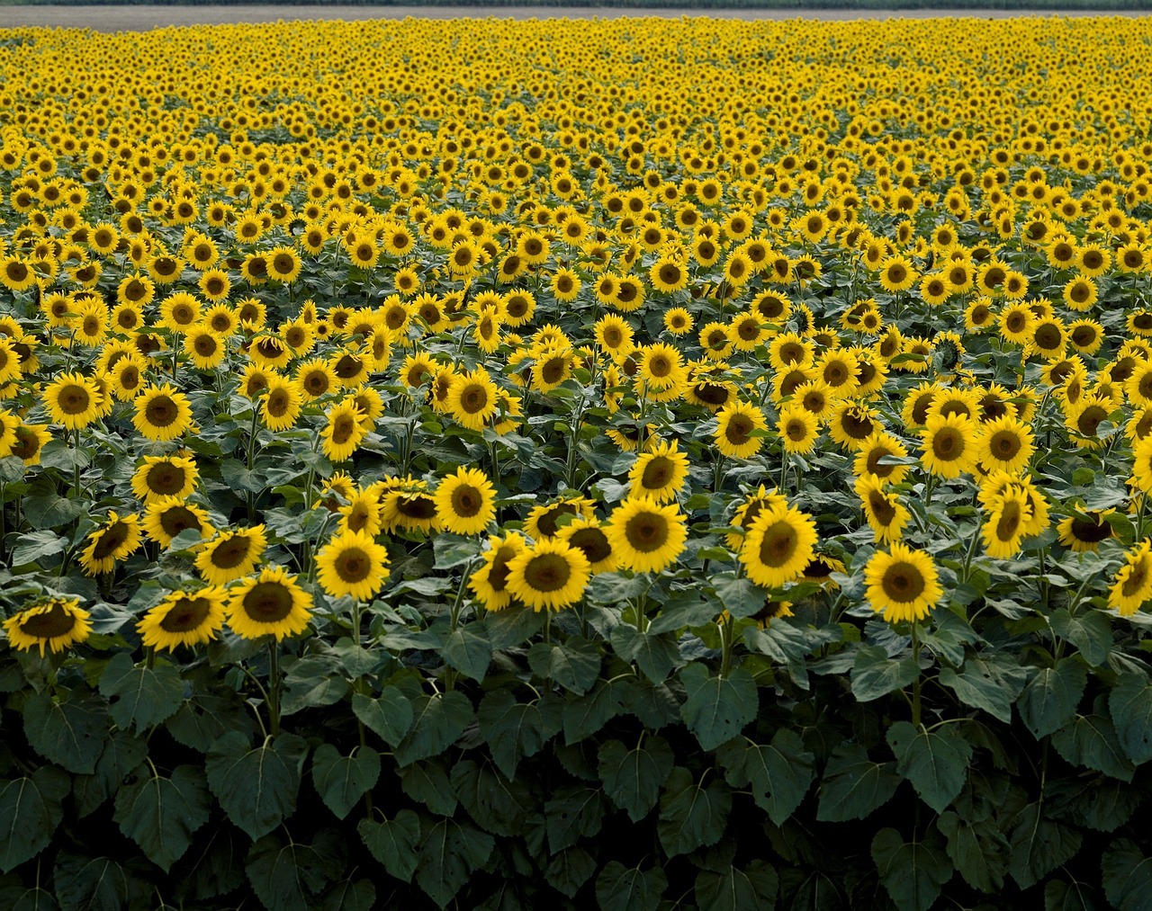 sunflower field yellow free photo