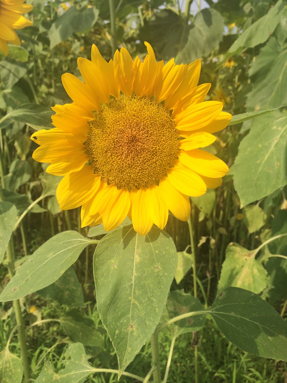 sunflower summer cheerfulness free photo