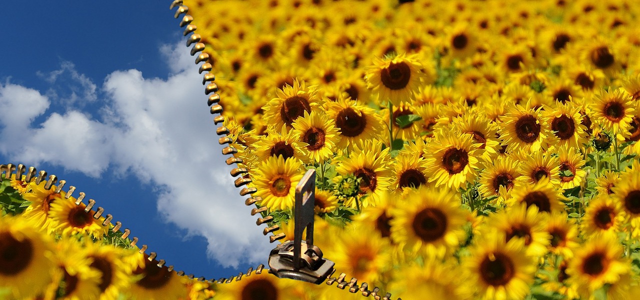 sunflower summer sky free photo