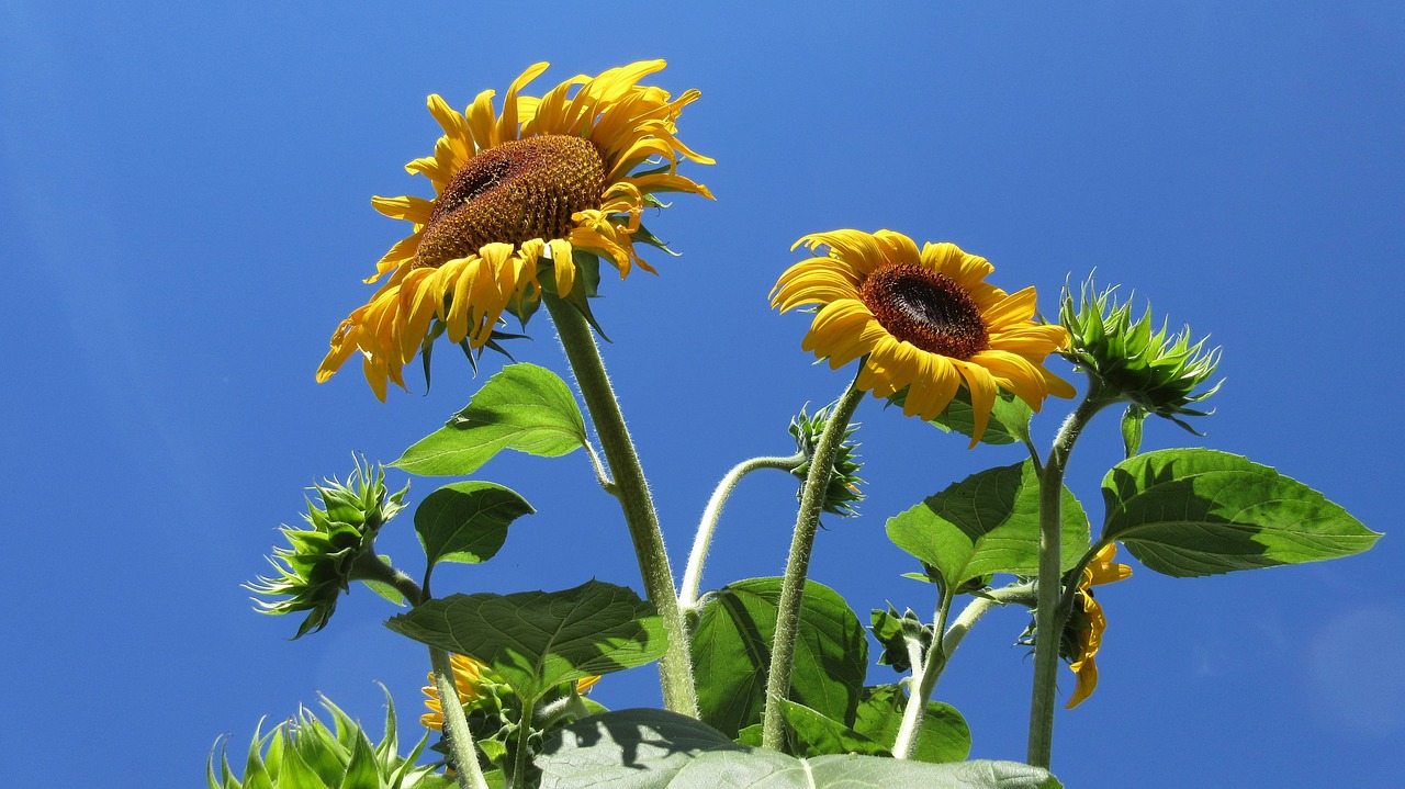 sunflower blue sky nature free photo