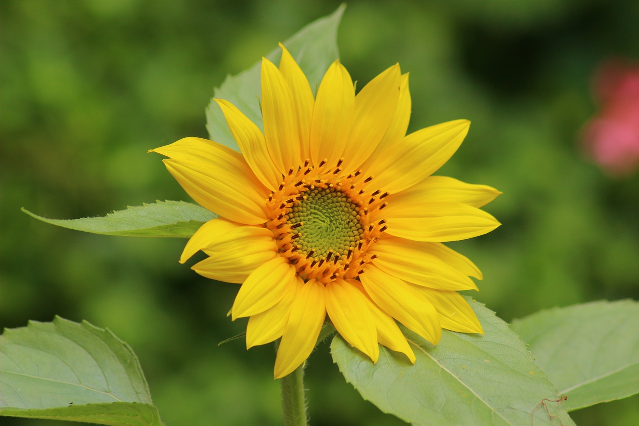 sunflower yellow flower yellow was free photo