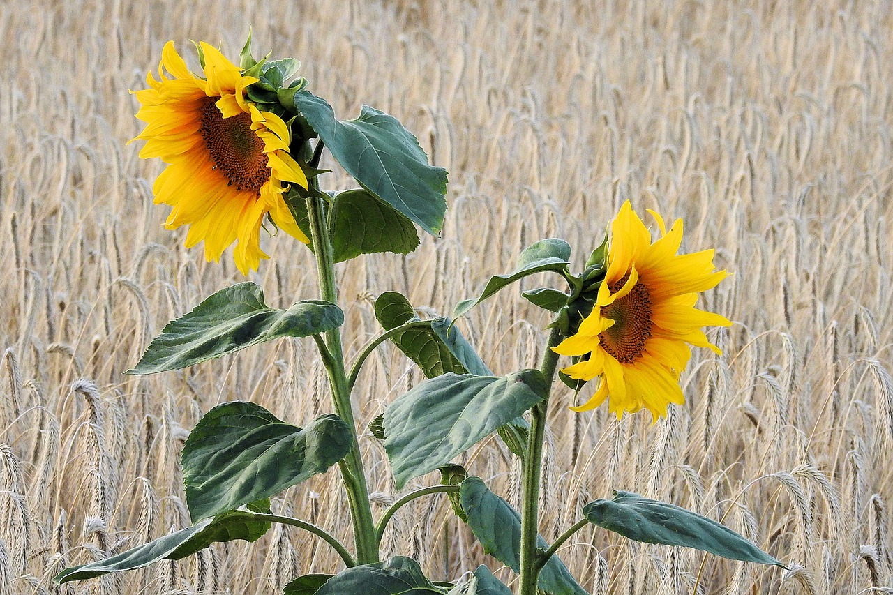 sunflower field cornfield free photo