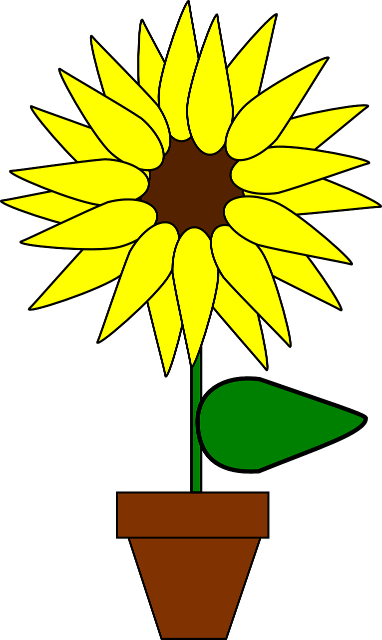 sunflower potted plant flower free photo