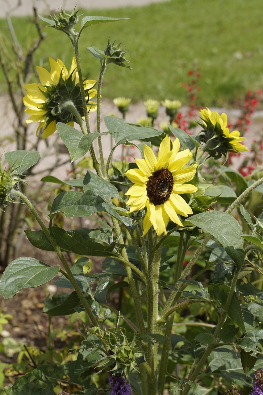 sunflower garden summer free photo