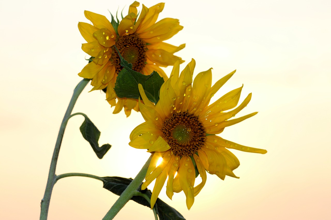 sunflower sun drops free photo