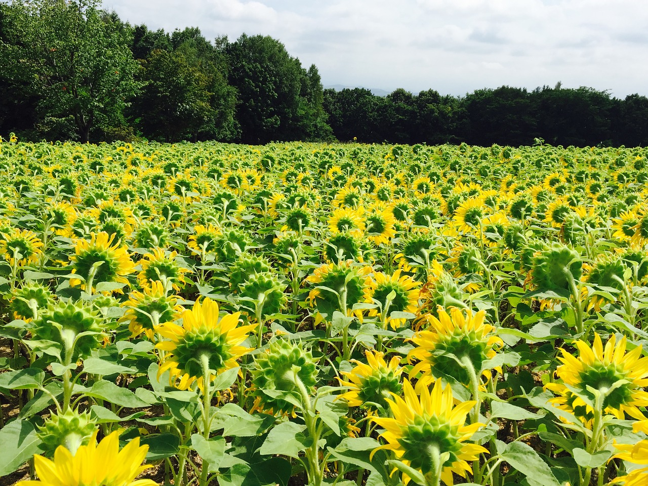 sunflower flower japan free photo