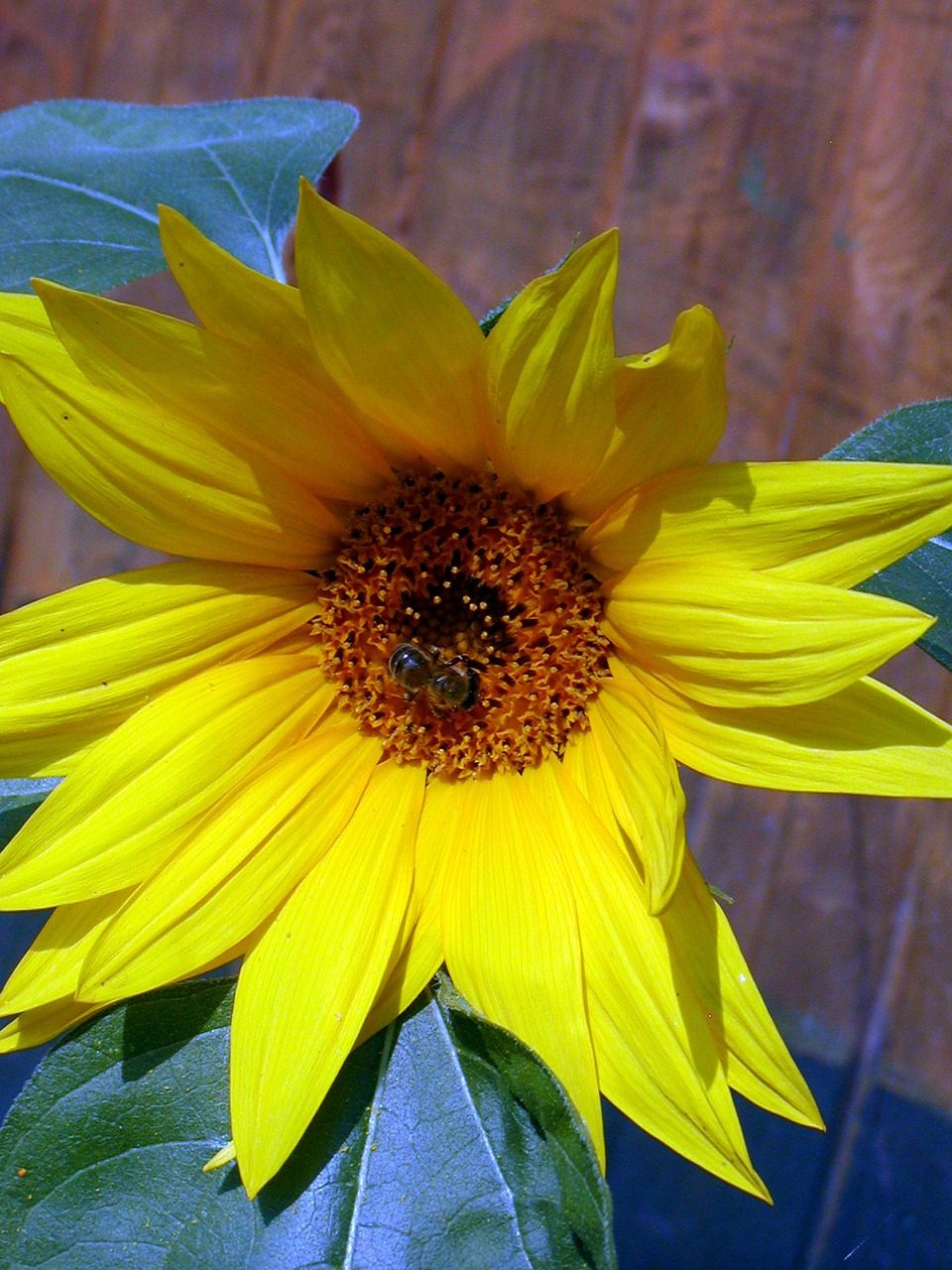 sunflower summer flower free photo