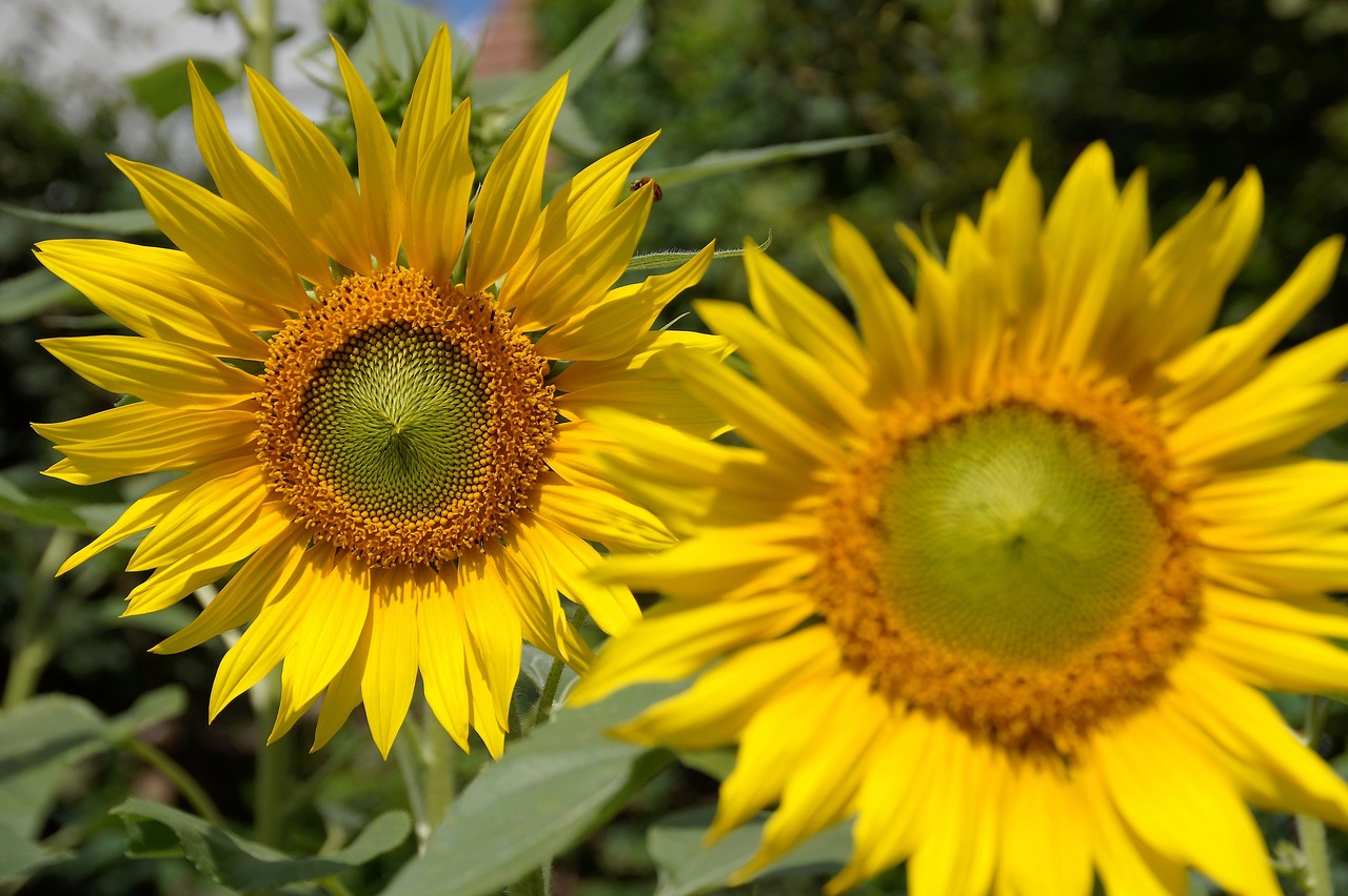 sunflower flower yellow free photo