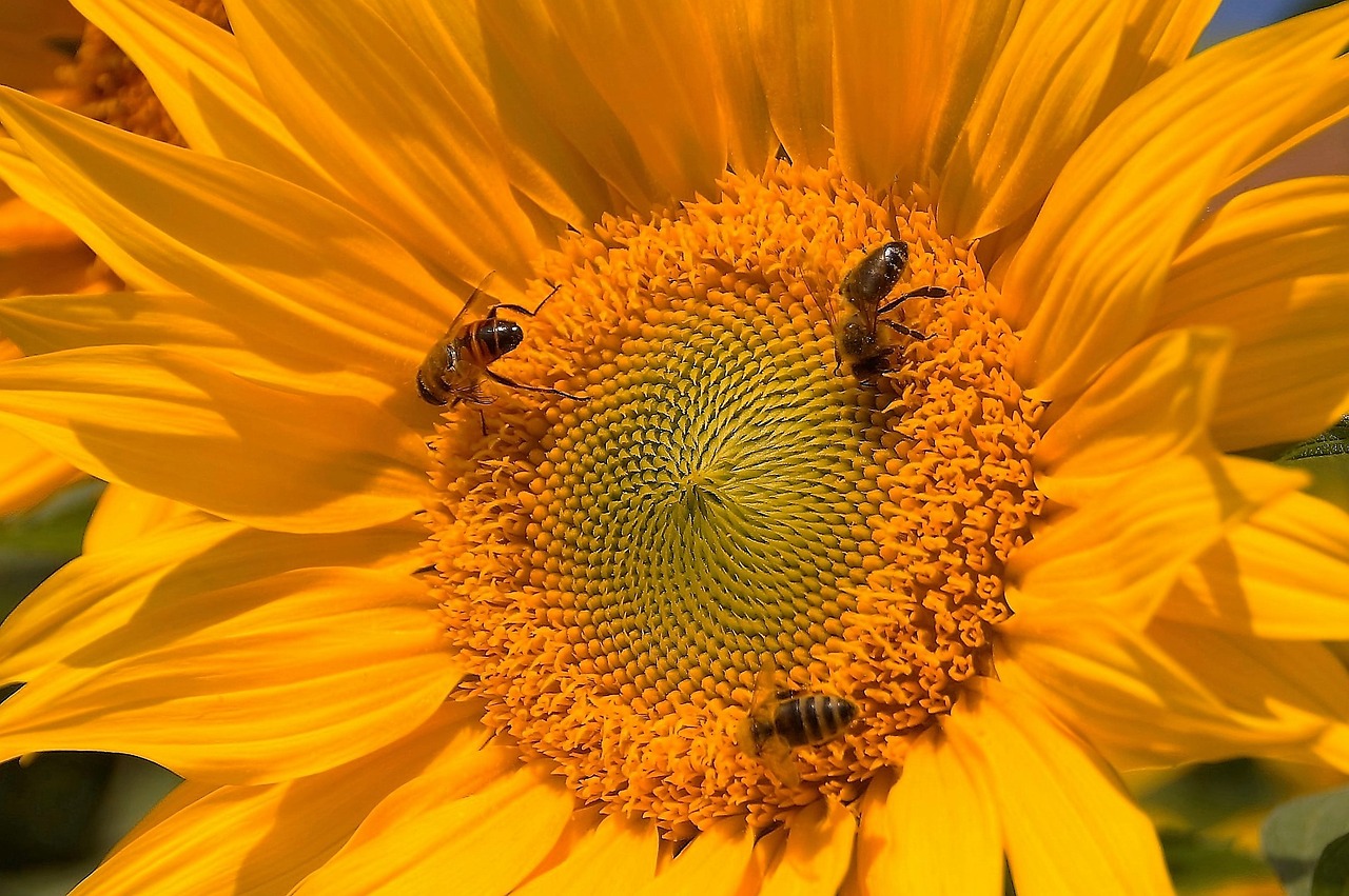 sunflower flower yellow free photo