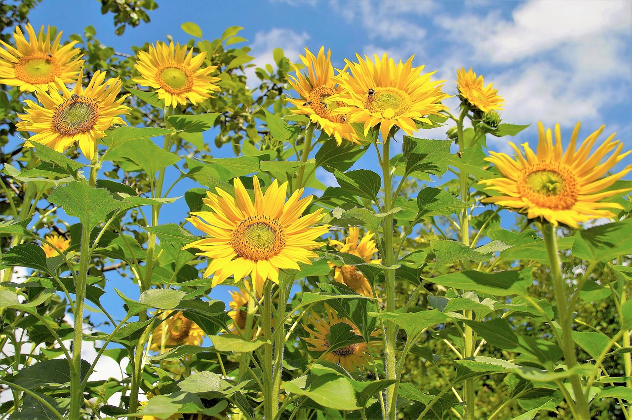 sunflower field flowering free photo