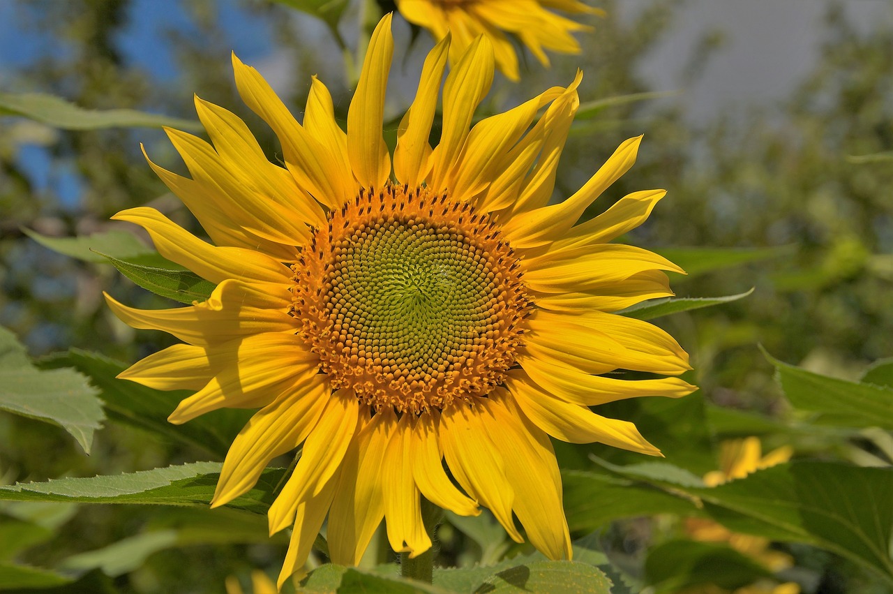 sunflower flower target free photo