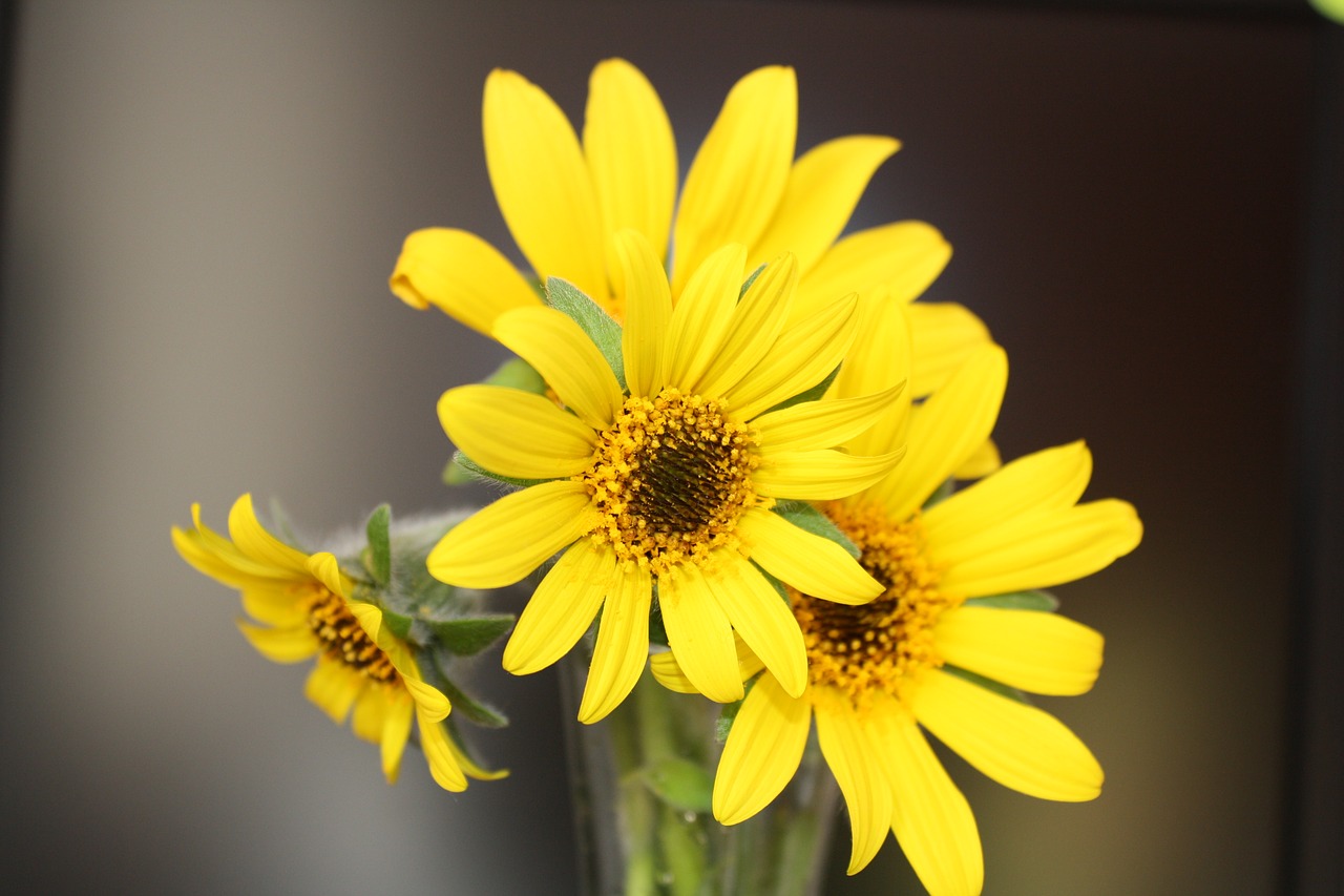 sunflower yellow flower flowers free photo