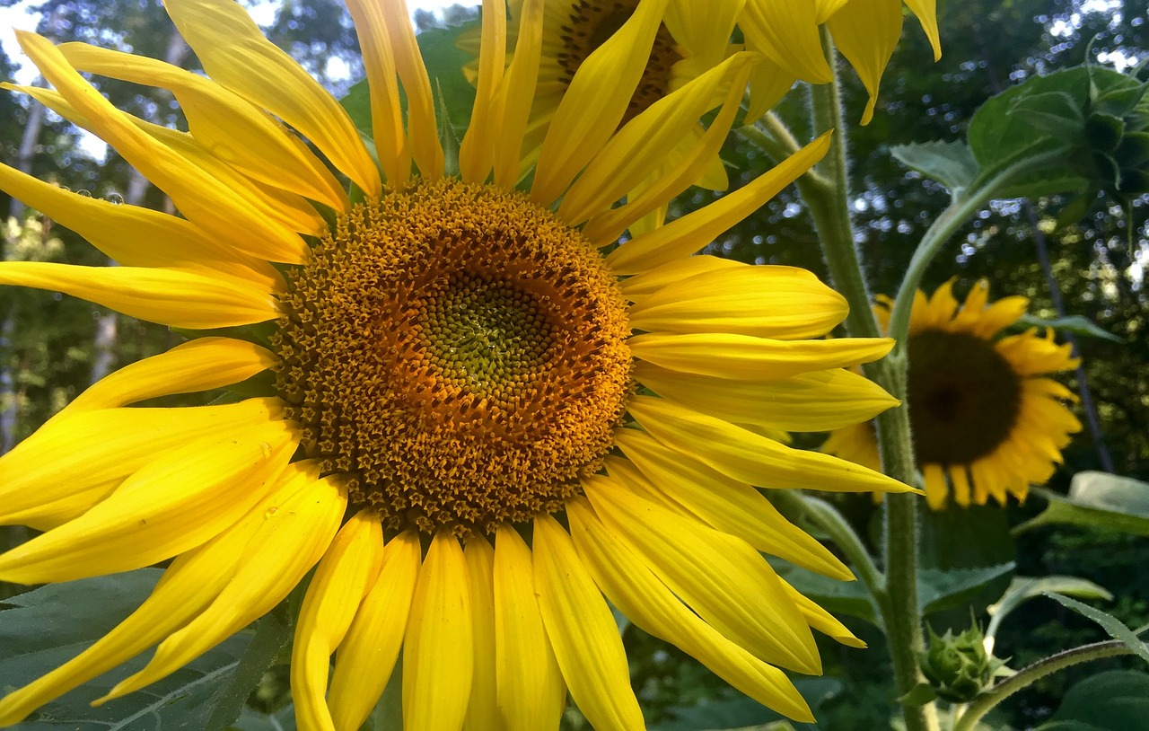 sunflower sun flower free photo