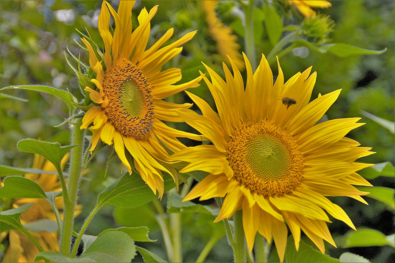 sunflower yellow the shining free photo