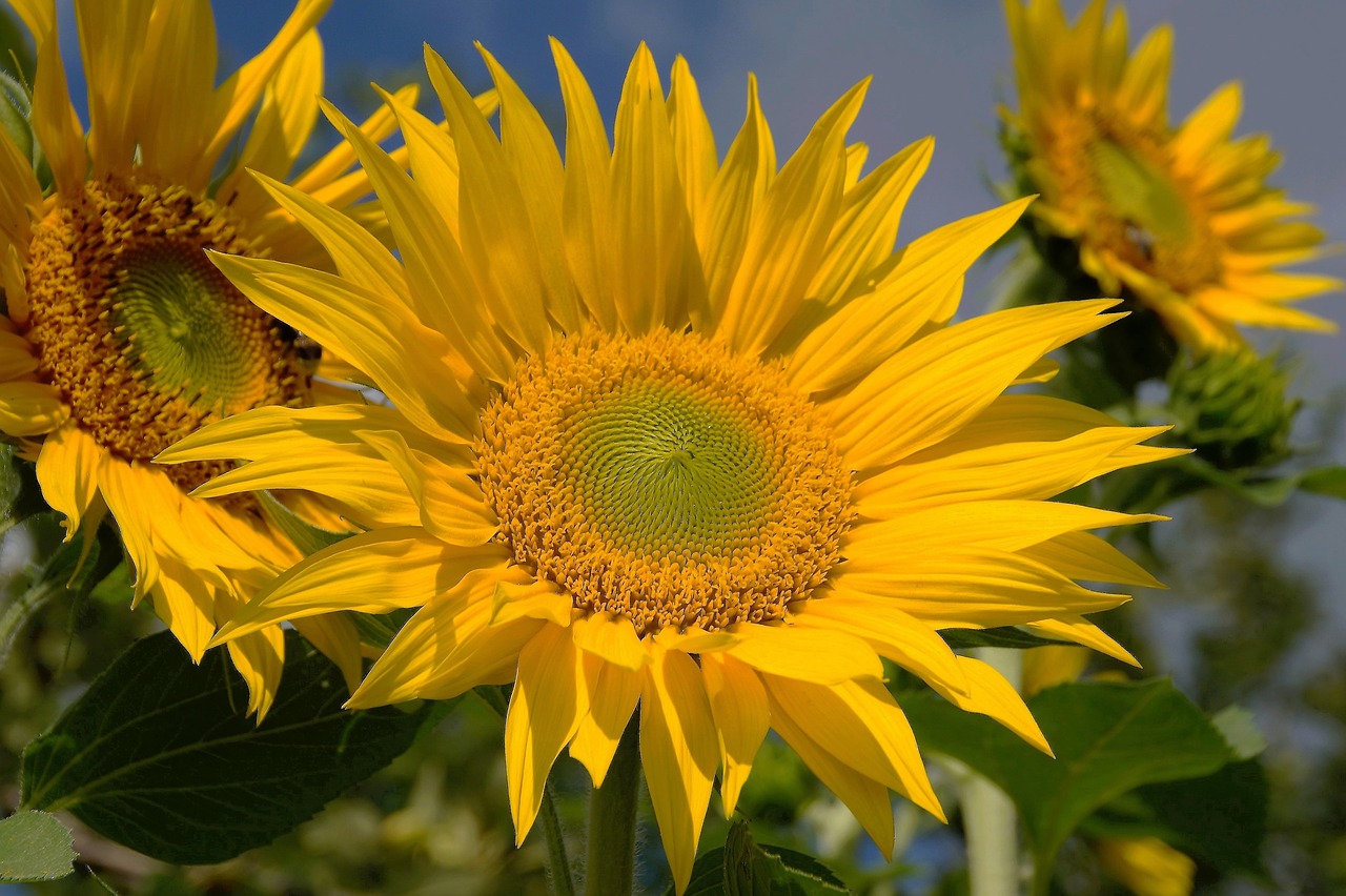 sunflower yellow the shining free photo