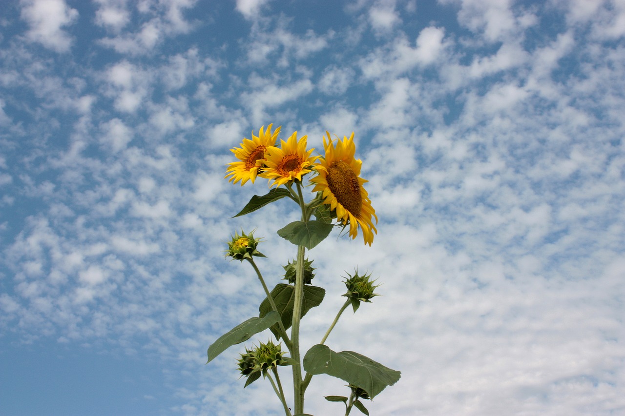 sunflower sky clouds free photo