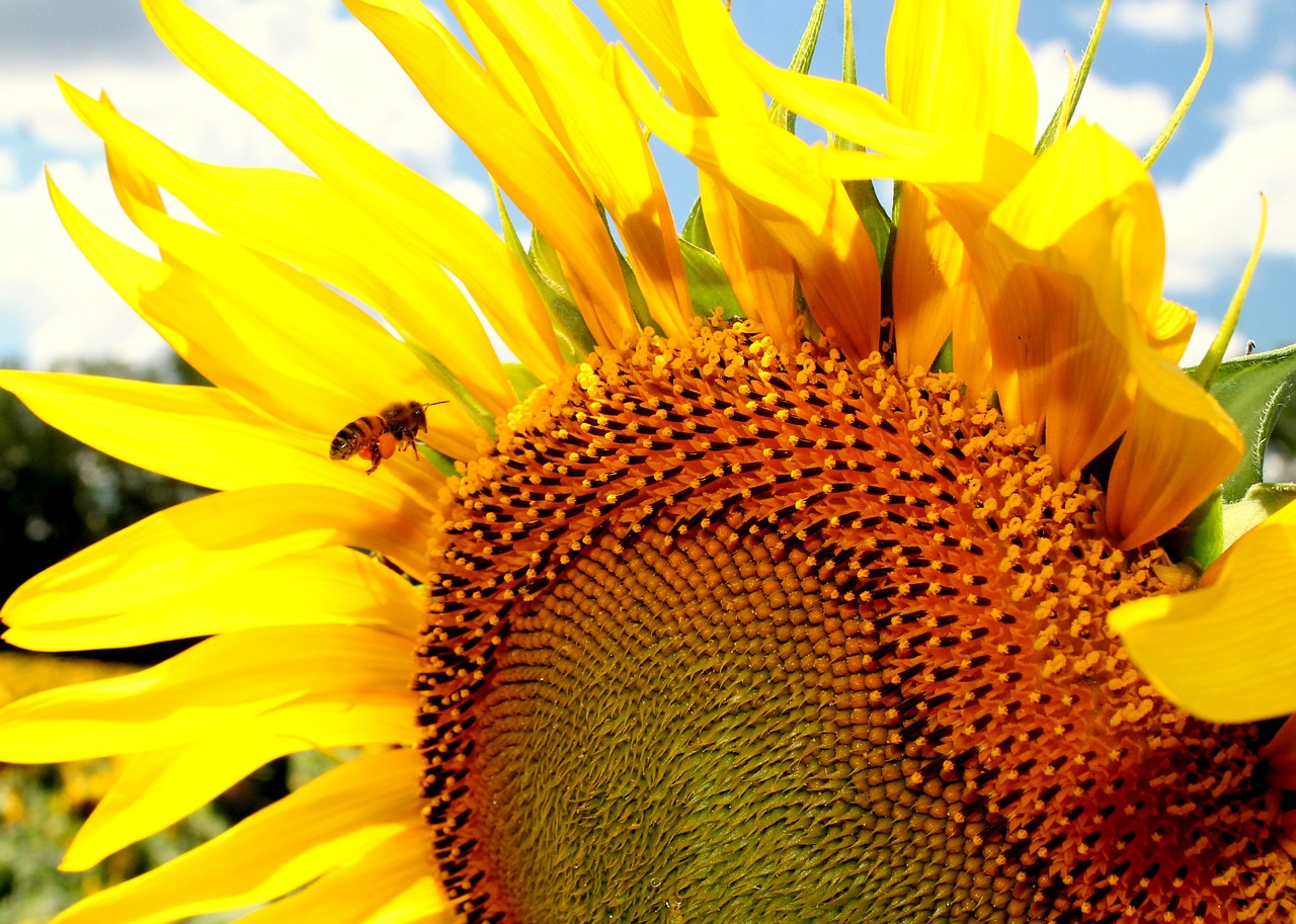 sunflower honeybee bee free photo