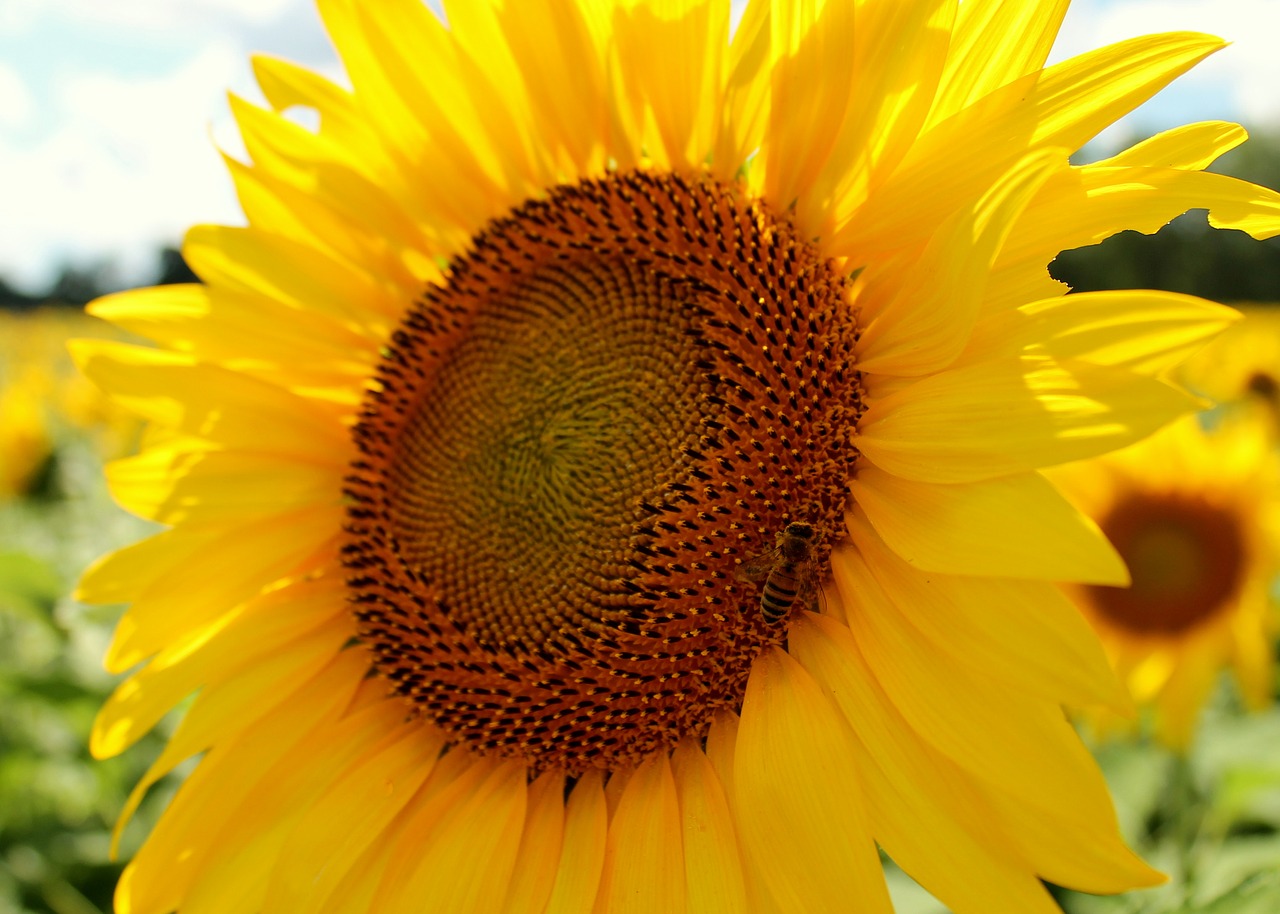 sunflower honeybee bee free photo