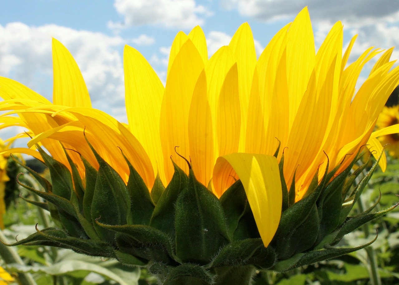 sunflower flower yellow free photo