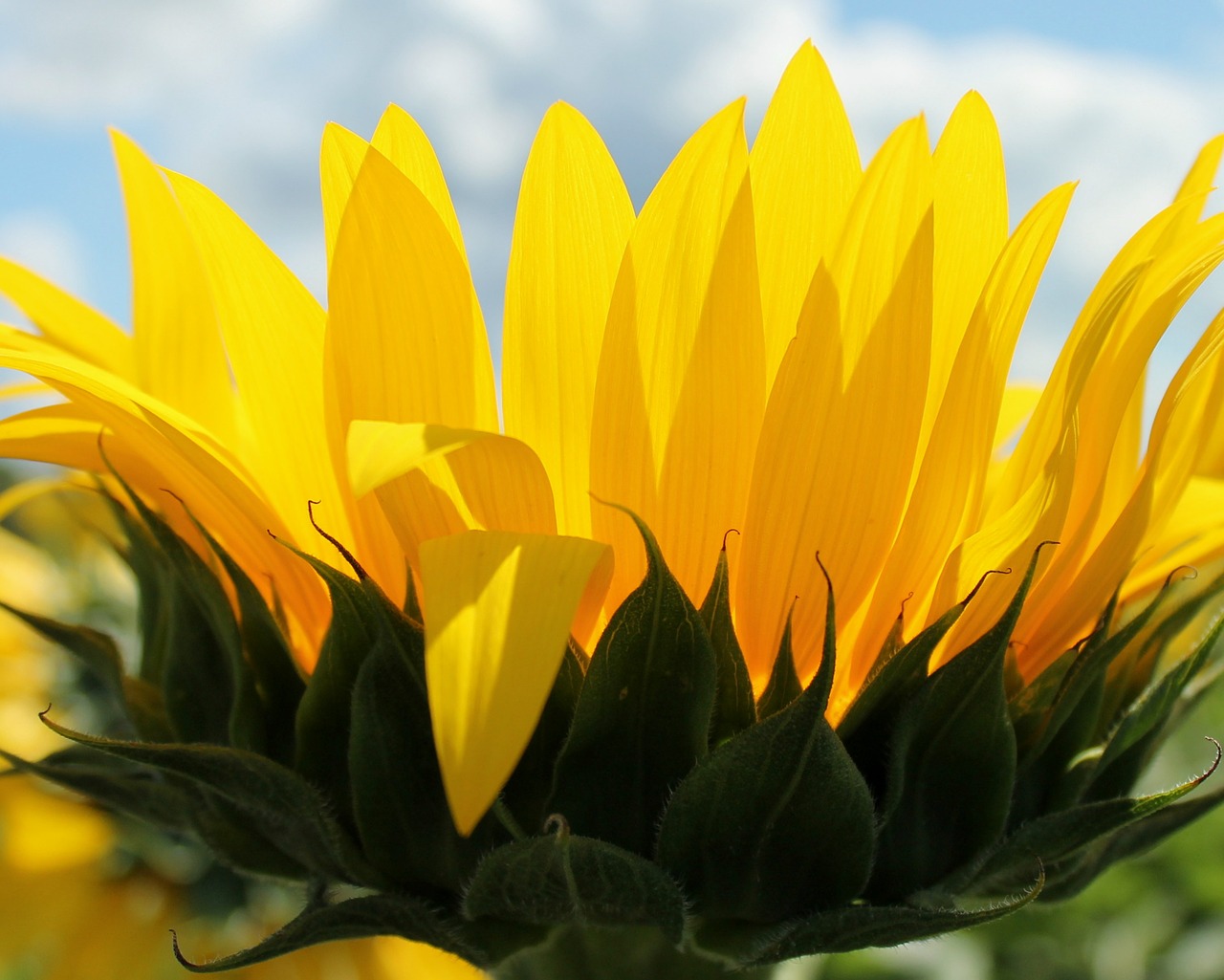 sunflower flower yellow free photo