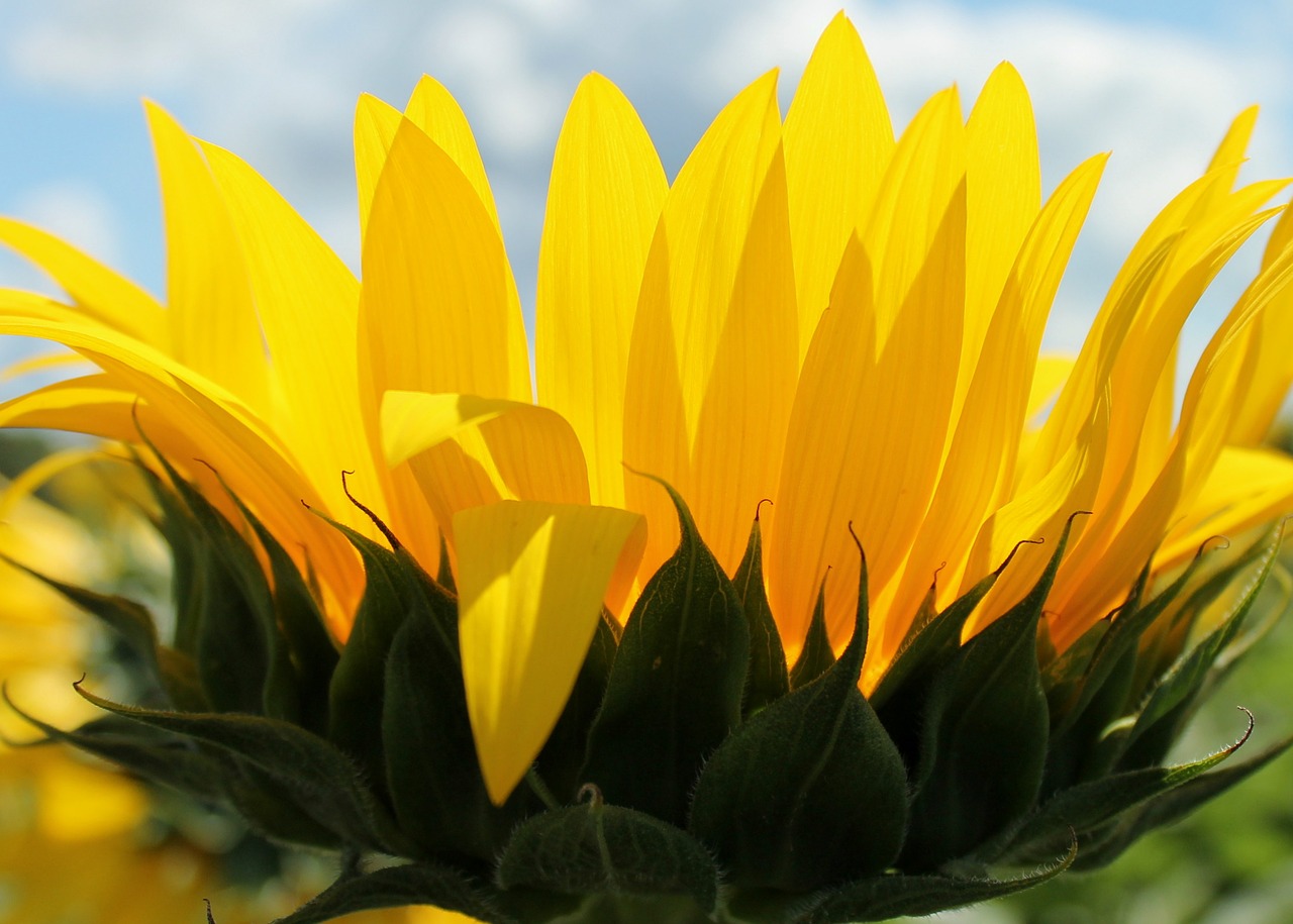 sunflower flower yellow free photo