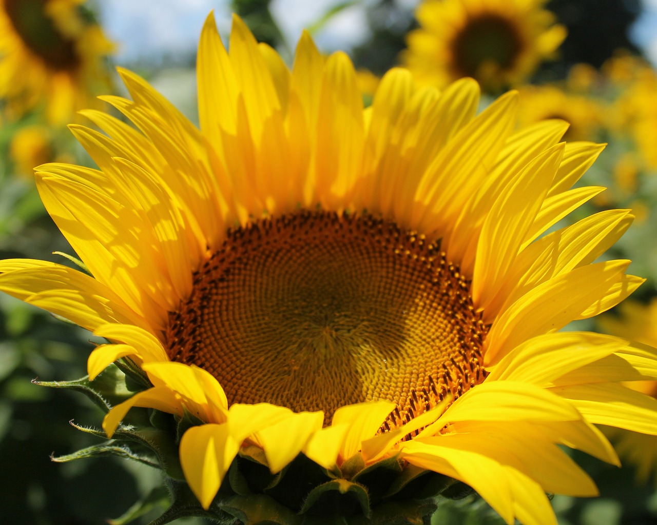 sunflower flower yellow free photo