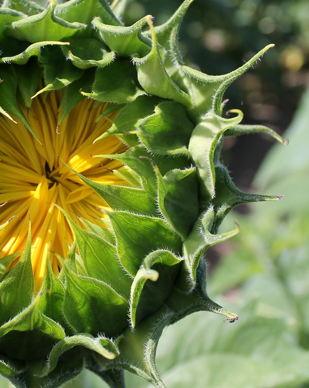 sunflower bud yellow free photo