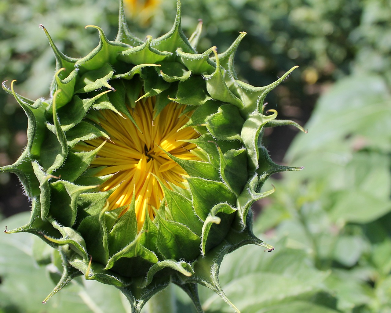 sunflower bud flower free photo