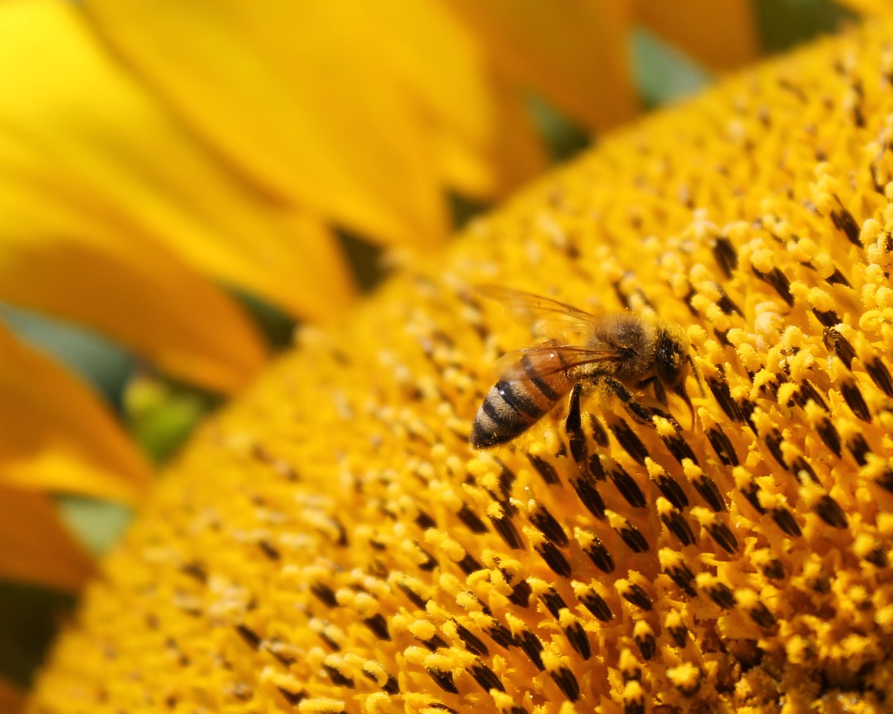 sunflower flower honeybee free photo
