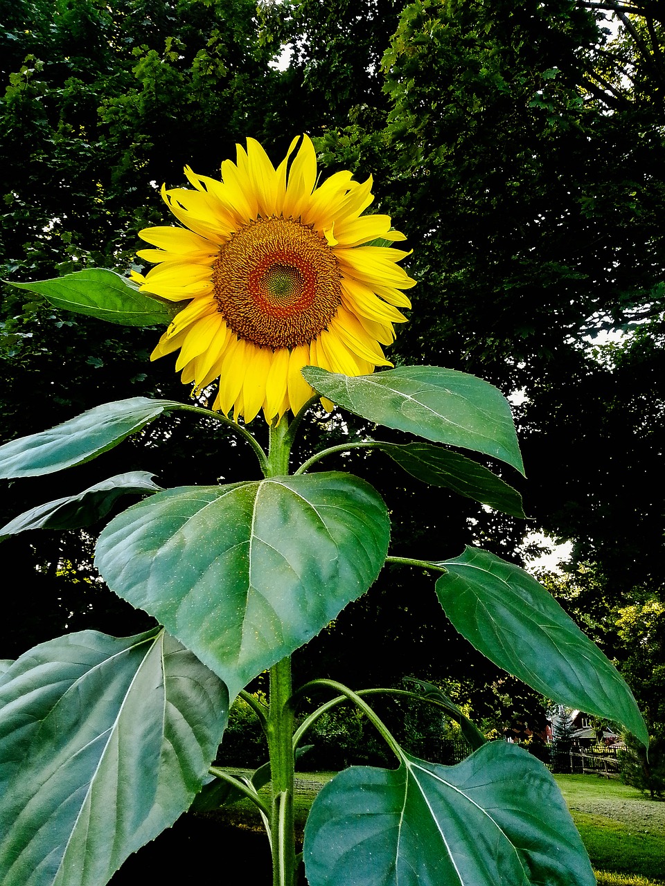 sunflower nature flower free photo