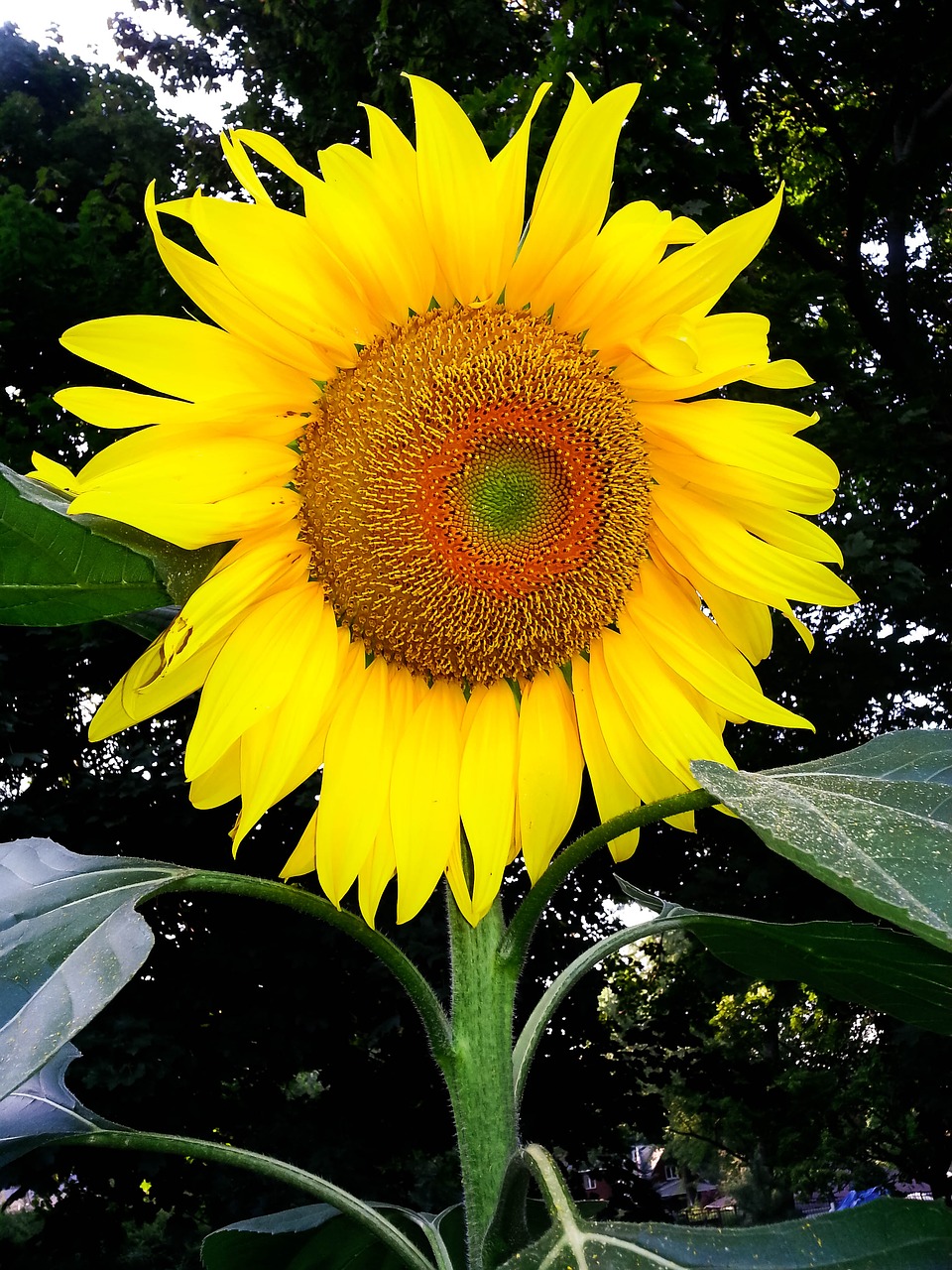 sunflower nature yellow free photo