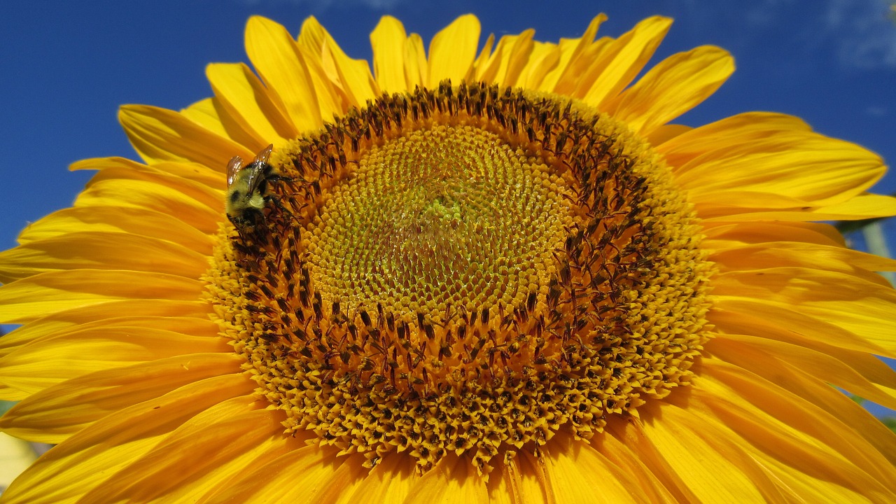 sunflower blue sky closeup free photo