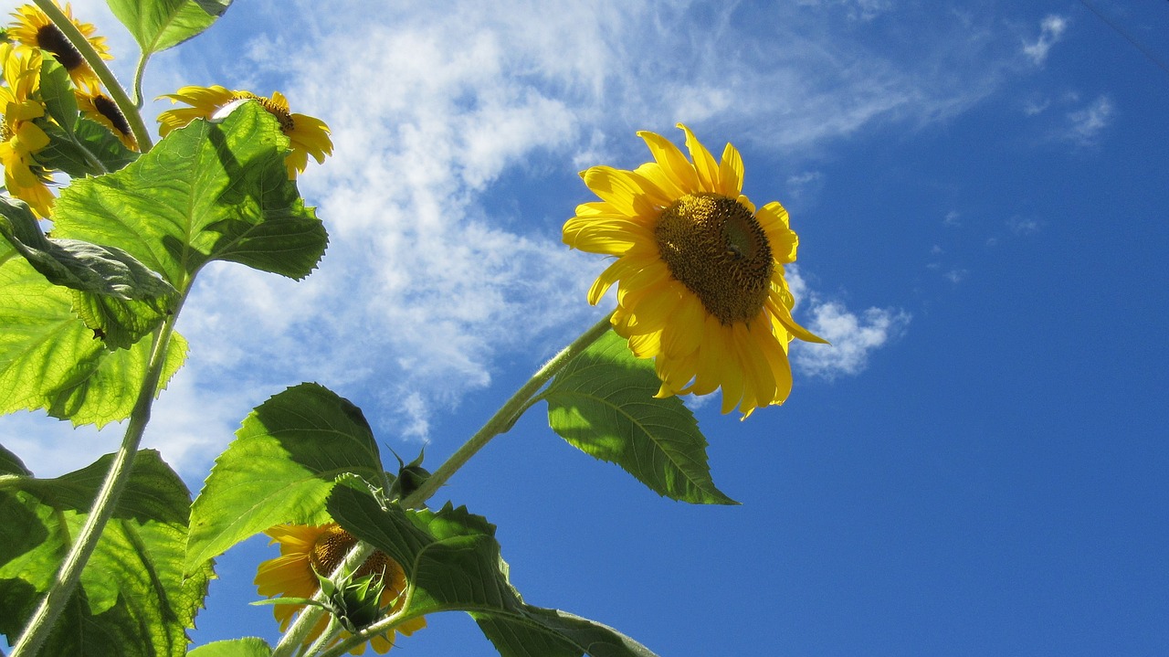 sunflower blue sky summer free photo